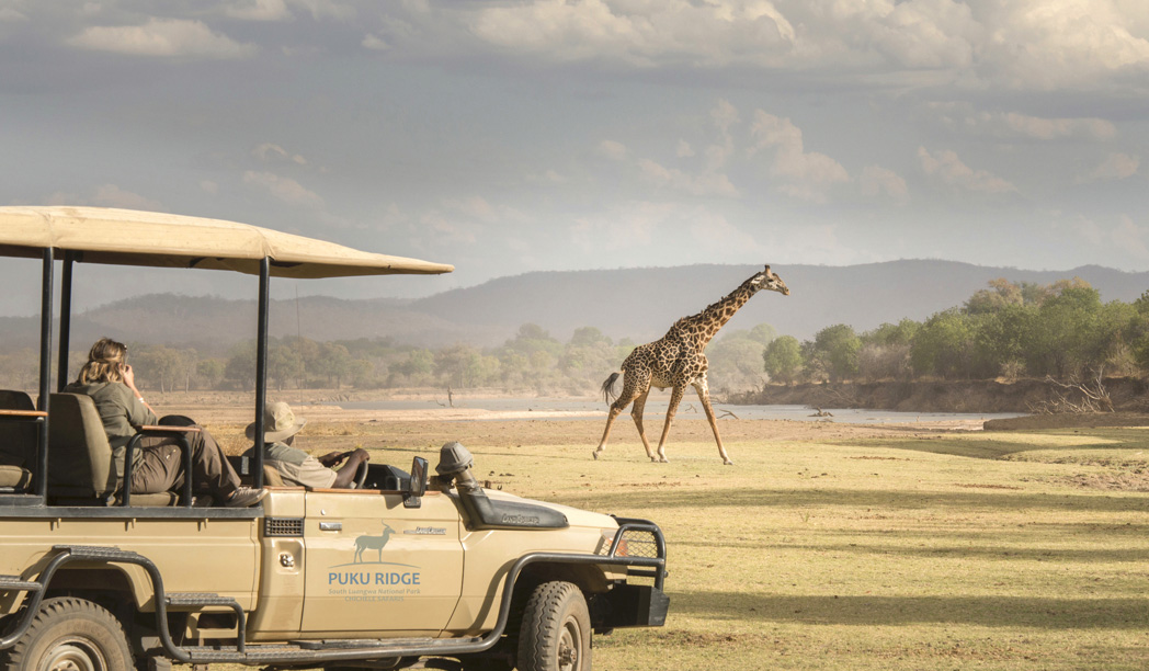 puku-ridge-zambia-giraffe-drive-yellow-zebra-safaris